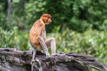 Wild Proboscis monkey or Nasalis larvatus, in rainforest of Borneo, Malaysia