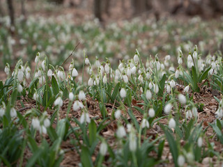 Glade with snowdrops in the spring forest.