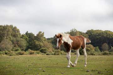 Fototapeta na wymiar A young wild new forest pony running through the countryside