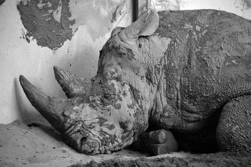 The white rhinoceros or square-lipped rhinoceros is the largest extant species of rhinoceros.  It has a wide mouth used for grazing and is the most social of all rhino species © Daniel Meunier
