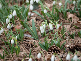 Glade with snowdrops in the spring forest.