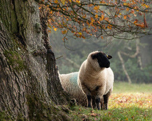 A black faced sheep standing under a tree with autumn or fall leaves