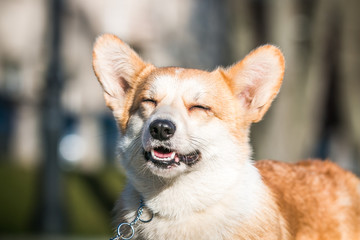 Corgi pembroke dog portrait outside in the sun.