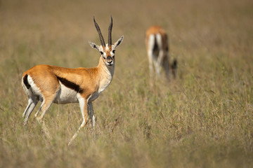 Naklejka na ściany i meble homson's gazelle (Eudorcas thomsonii) is one of the best-known gazelles. It is named after explorer Joseph Thomson and is sometimes referred to as a 