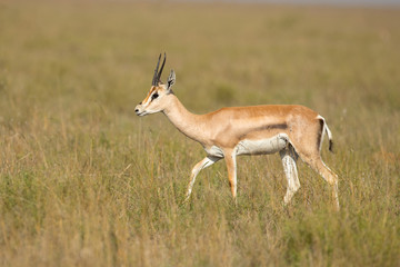 homson's gazelle (Eudorcas thomsonii) is one of the best-known gazelles. It is named after explorer Joseph Thomson and is sometimes referred to as a 