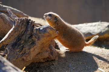 View of a black-tailed prairie dog