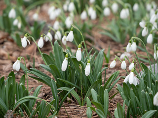 Obraz premium Glade with snowdrops in the spring forest.