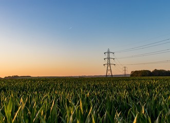 A single electricity pylon in a wheat field in the countryside