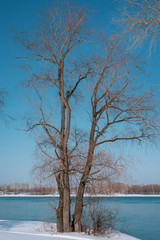 Early spring landscape on river. A tree by the river