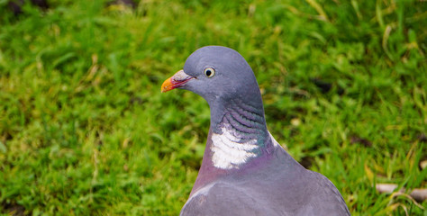 Pigeon tête Paris