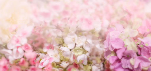 Fototapeta na wymiar Floral background. Banner with delicate pink flowers