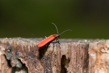 Red-brown longhorn beetle is sitting on a tree stump.