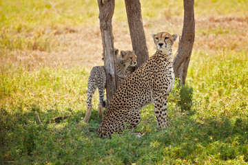 The cheetah (Acinonyx jubatus; /ˈtʃiːtə/) is a large cat of the subfamily Felinae that occurs in North, Southern and East Africa, and a few localities in Iran.