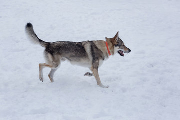Czechoslovak wolfdog is walking on a white snow in the winter park. Pet animals.