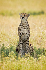 Naklejka premium The cheetah (Acinonyx jubatus; /ˈtʃiːtə/) is a large cat of the subfamily Felinae that occurs in North, Southern and East Africa, and a few localities in Iran.