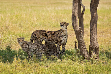 The cheetah (Acinonyx jubatus; /ˈtʃiːtə/) is a large cat of the subfamily Felinae that occurs in North, Southern and East Africa, and a few localities in Iran.