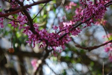 springtime redbud branch