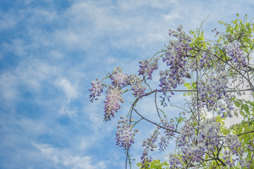 Flowering Wisteria plants on sky with clouds background