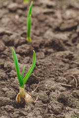 Green onion sprouts in the field.