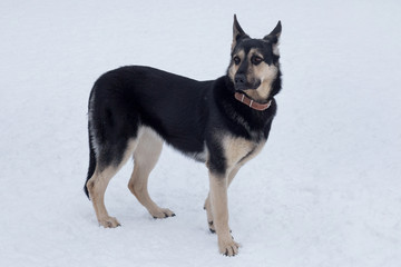 Cute east european shepherd dog is standing on a white snow in the winter park. Pet animals.