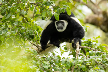 Mantled guereza (Colobus guereza), also known simply as the guereza, the eastern black-and-white colobus, or the Abyssinian black-and-white colobus