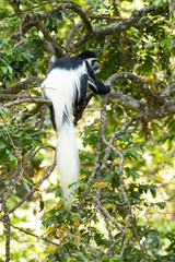 Mantled guereza (Colobus guereza), also known simply as the guereza, the eastern black-and-white colobus, or the Abyssinian black-and-white colobus