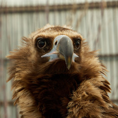 Close up head portrait of a eagle