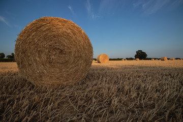round hay bales after harvesting in a field