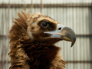 Close up head portrait of a eagle