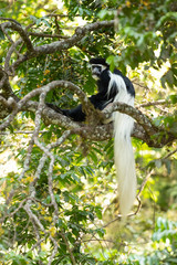 Mantled guereza (Colobus guereza), also known simply as the guereza, the eastern black-and-white colobus, or the Abyssinian black-and-white colobus