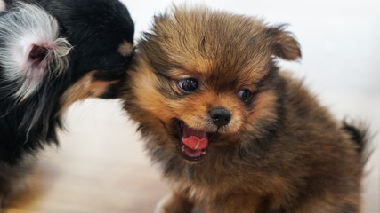 Fluffy furry small cute brown puppy play with mom