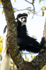 Obraz premium Mantled guereza (Colobus guereza), also known simply as the guereza, the eastern black-and-white colobus, or the Abyssinian black-and-white colobus