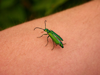 Colorful beetle on the hand