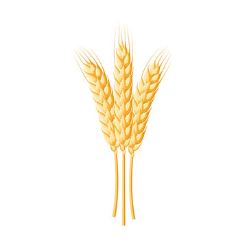 Wheat Spike Ear. Vector Illustration Cartoon Flat Icon Isolated On White.