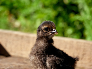 little black chick against green background .