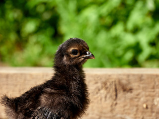 little black chick against green background .