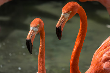 Two red American flamingos (Phoenicopterus rober) arched their neck and look