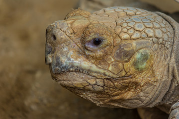 Obraz premium Portrait of Desert tortoise (Gopherus agassizii)