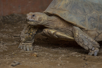 Naklejka premium Desert tortoise (Gopherus agassizii) walks on a stone floor