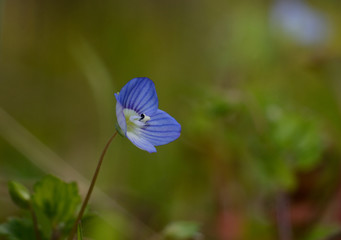 blue flower, Veronica Persica, on green meadow