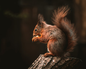 Naklejka na ściany i meble a wild red squirrel on a tree stump feeding on nuts