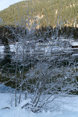 strauch in verschneiter winterlandschaft