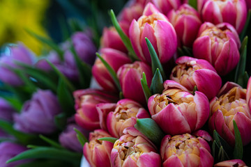 Obraz premium Spring flowers banner - bunch of multi color tulips flowers on white, grey background. Easter day mock up greeting card. Tulip Congratulation or Invitation card with free space for text.