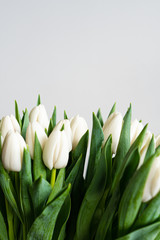 Spring flowers banner - bunch of white tulip flowers on white, grey background. Easter day mock up greeting card. Congratulation or Invitation card with free space for text. 