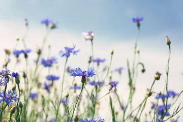Fototapeten Wild flowers on sunny blue sky, spring meadow © Mariusz Blach