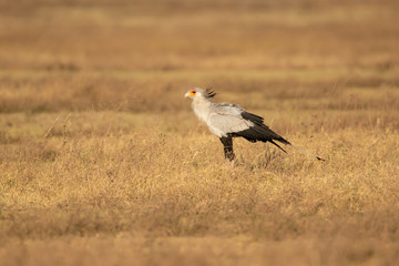 secretarybird or secretary bird (Sagittarius serpentarius) is a large, mostly terrestrial bird of prey. Endemic to Africa, it is usually found in the open grasslands