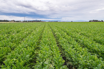 Fototapeta na wymiar Agricultural field with long converging rows celery plants, beautiful cloudy sky background. Harvest season, Santa Barbara County, California