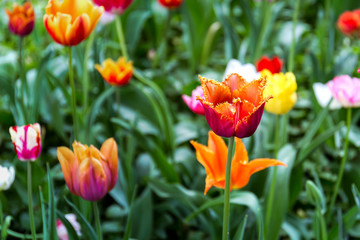 Beautiful yellow-orange tulips in the spring garden..