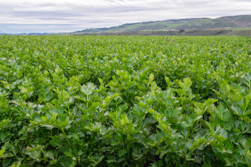 Fototapeta na wymiar Agricultural field of celery plants. Harvest season, Santa Barbara County, California