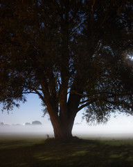 a tree lit by a full moon surrounded by mist